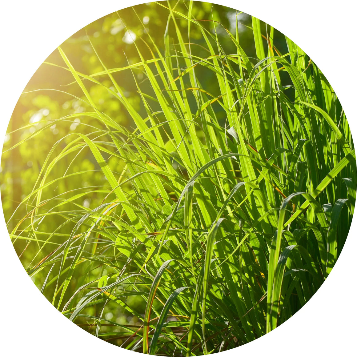Gingergrass Essential Oil- Living Libations