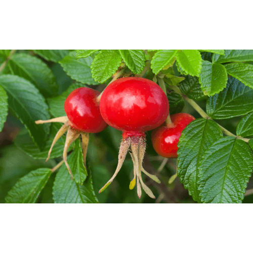 The Real Retinol of Rosehips....by Nadine Artemis