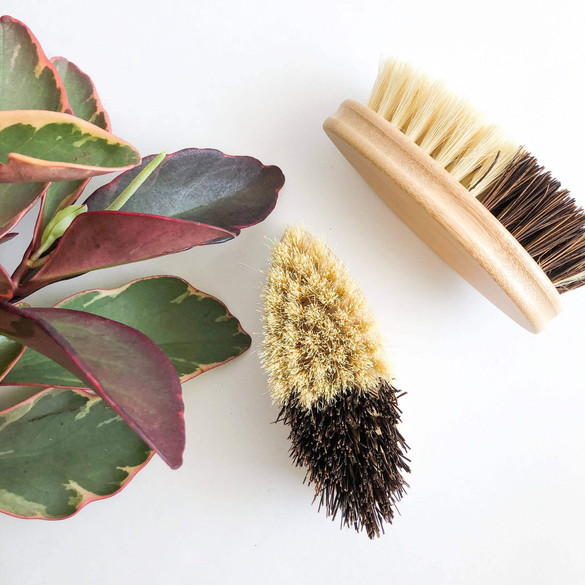 Bamboo Vegetable Brush - Smile Boutiques next to a green plant on a flat surface, showcasing its dual-bristle design.