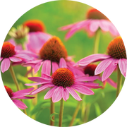 Echinacea - Ginger + Orange - Living Libations
