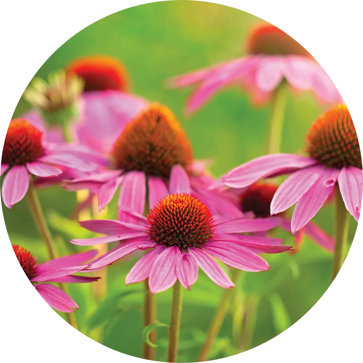 Echinacea - Ginger + Orange - Living Libations
