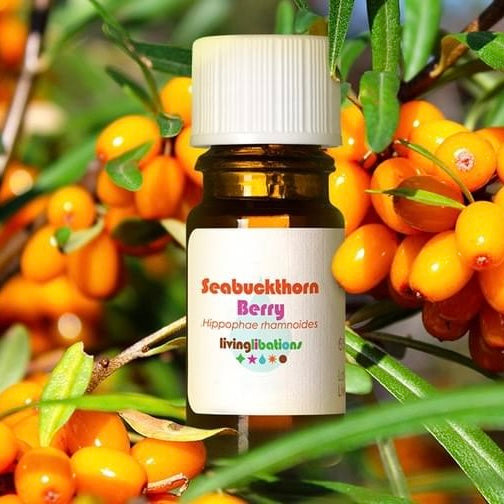 Seabuckthorn Essential Oil - Living Libations