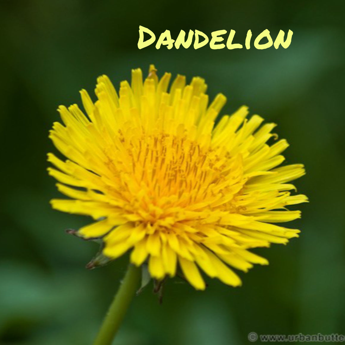 Trickster Teachers - Dandelion CLEARANCE