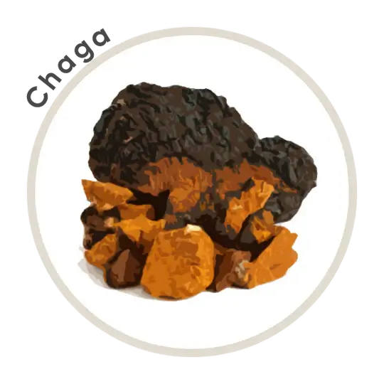 DECAF Mushroom Coffee 10-Pack Box
