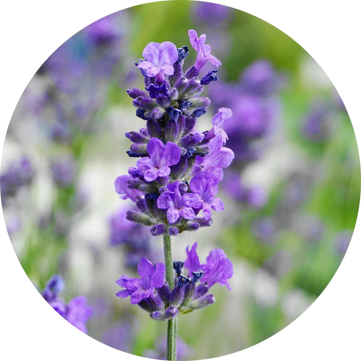 Lavender, Maillette Essential Oil - Living Libations