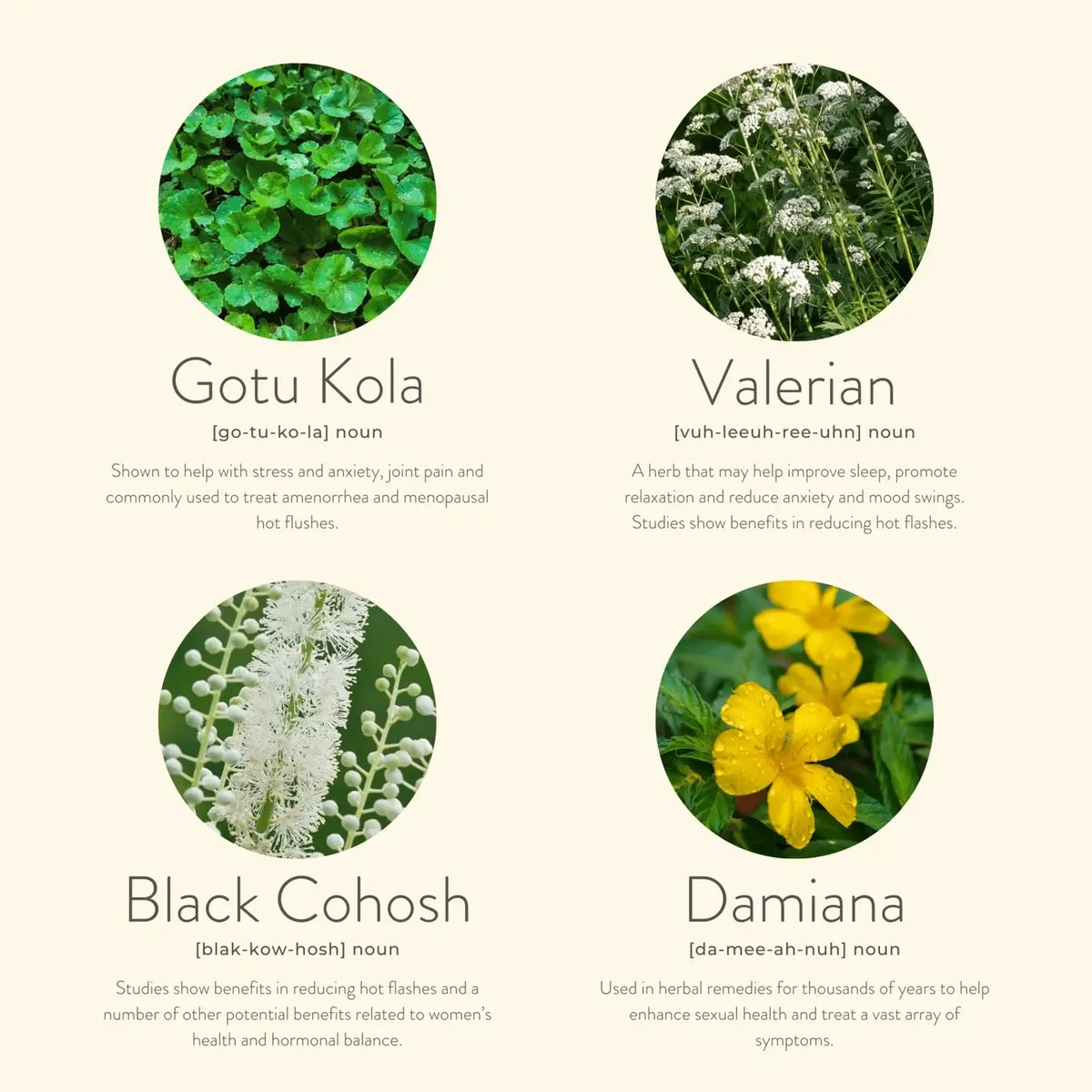 Herbal remedies with images and names on a light beige background