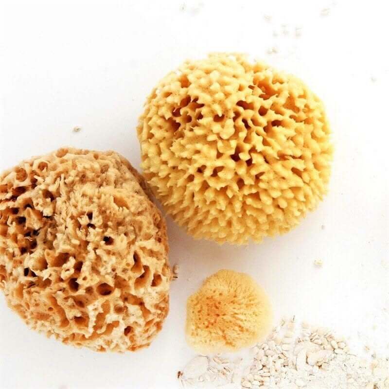 Natural Sea Sponge - Smile Boutiques