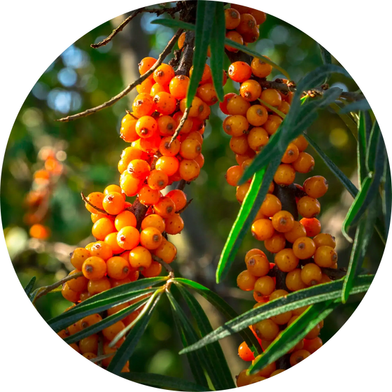 Seabuckthorn Seed Carrier Oil - Living Libations