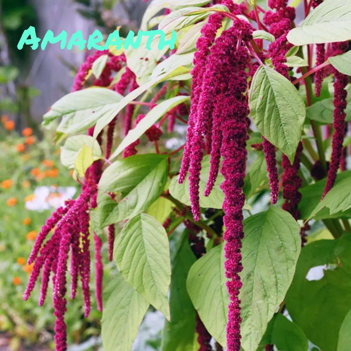 Trickster Teachers - Amaranth CLEARANCE
