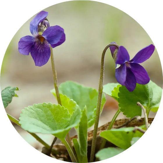 Violet Leaf Absolute - Living Libations