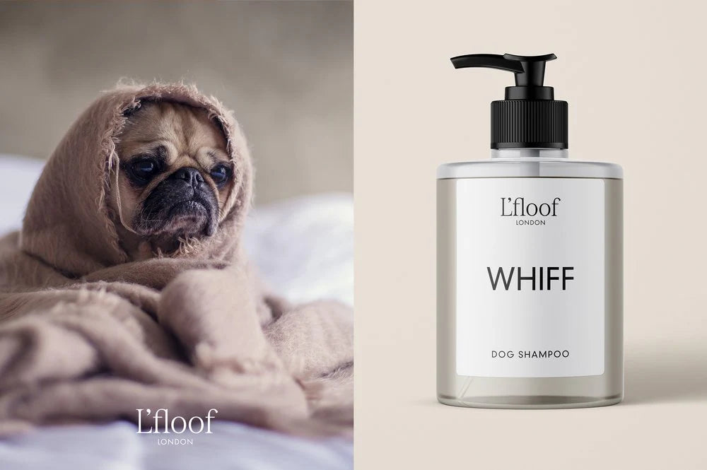 WHIFF |  Natural Sweet Orange Oil Dog Shampoo
