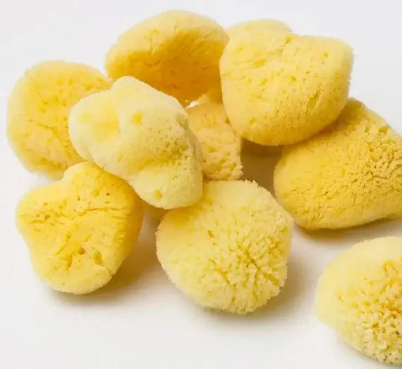 Natural Sea Sponge - Smile Boutiques