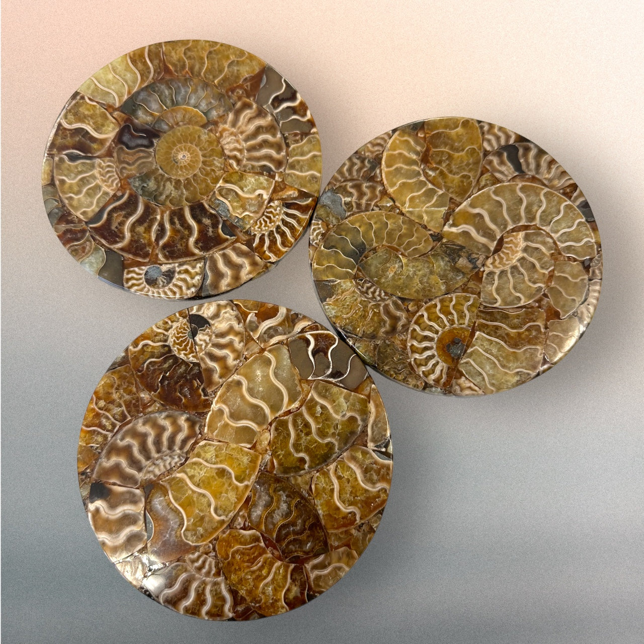 Polished Ammonite Coasters Ethically Sourced