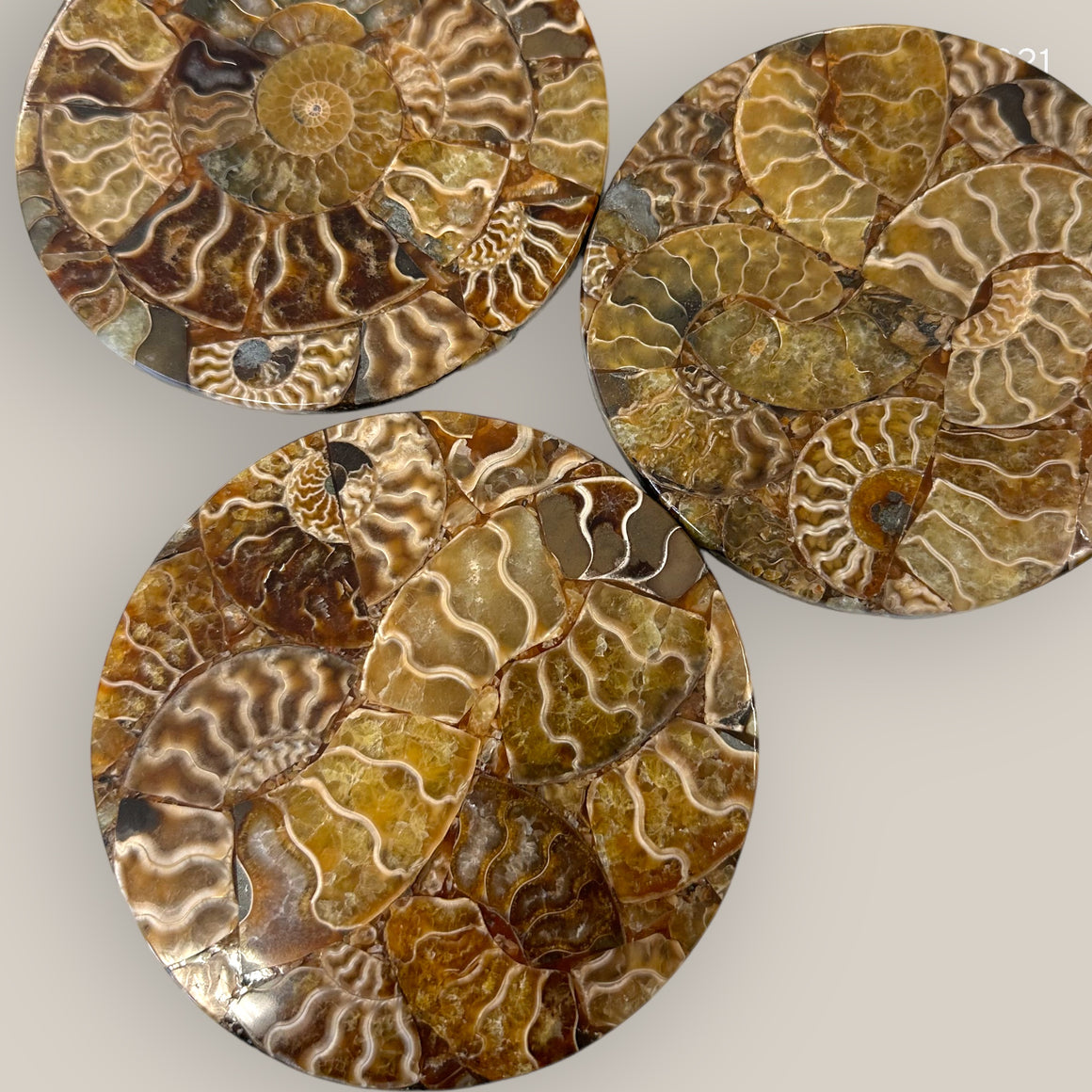 Polished Ammonite Coasters - Ethically Sourced