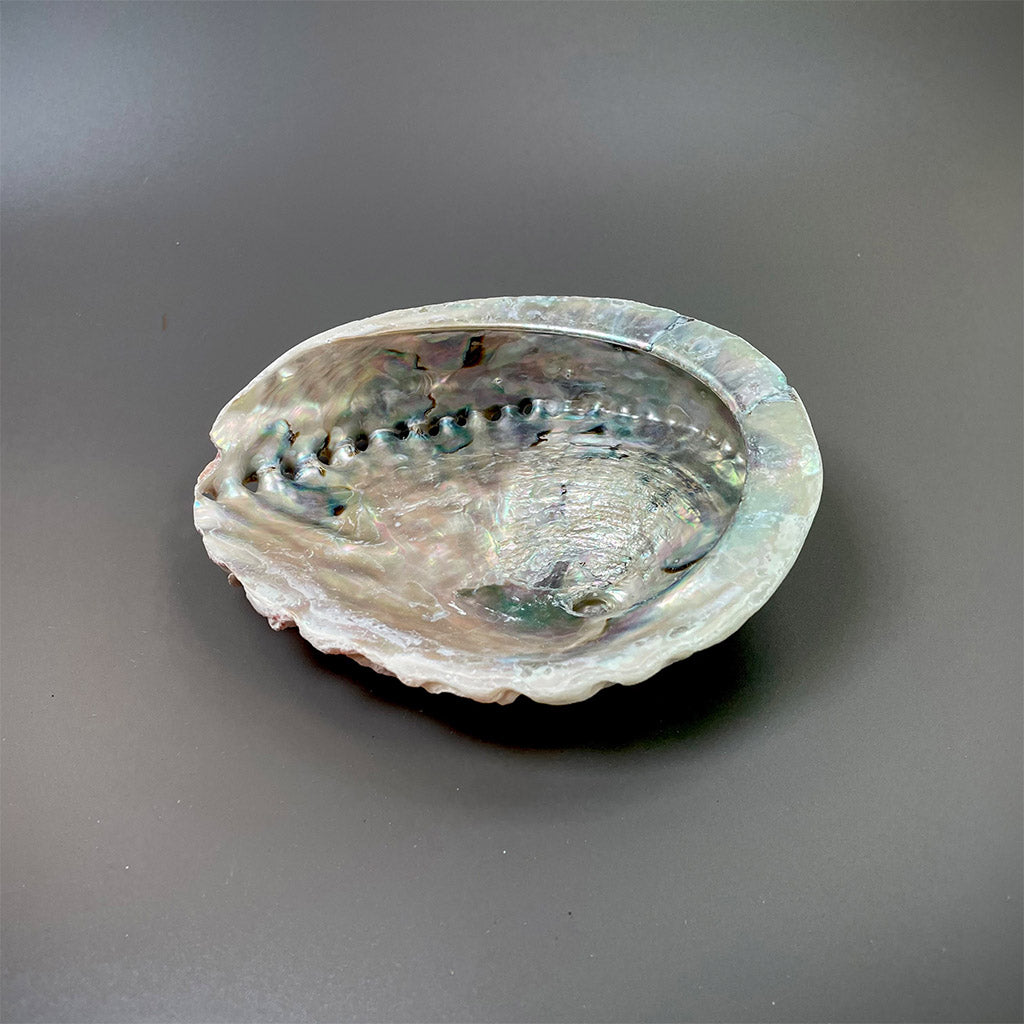 Abalone Shells (for smudging)