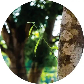 Agarwood Essential Oil - Living Libations