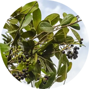 Allspice Essential Oil - Living Libations