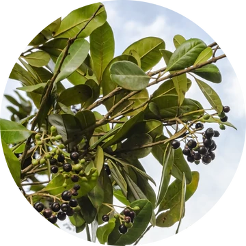 Allspice Essential Oil - Living Libations