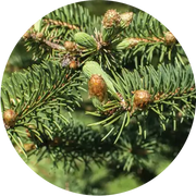 Christmas Tree Essential Oil - Living Libations
