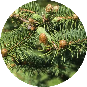 Christmas Tree Essential Oil - Living Libations