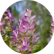 Clary Sage Essential Oil - Living Libations