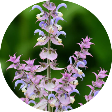 Clary Sage Absolute - Living Libations