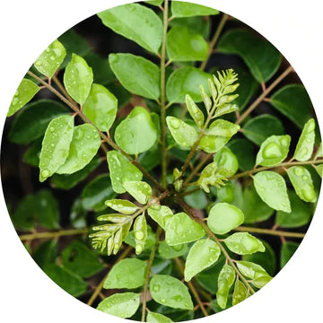 Curry Leaf Essential Oil - Living Libations