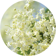 Elderflower Essential Oil - Living Libations