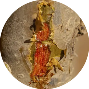 Frankincense, Dakkara Essential Oil - Living Libations