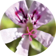 Geranium Lemon Essential Oil - Living Libations