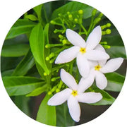 Jasmine Sambac Absolute – Living Libations | Wild-Crafted Essential Oil