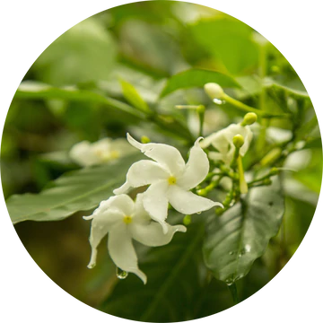 Jasmine Attar Chameli Essential Oil - Living Libations