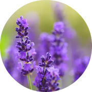 Lavender Absolute - Living Libations