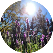 Lavender Alpine Essential Oil - Living Libations