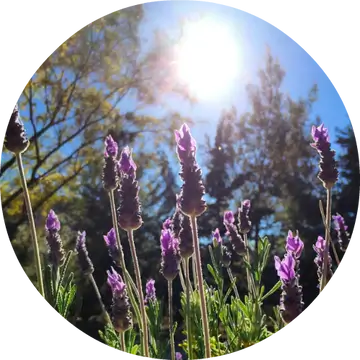 Lavender Alpine Essential Oil - Living Libations