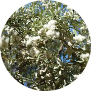 Leleshwa Essential Oil - Living Libations