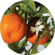 Mandarin Essential Oil - Living Libations
