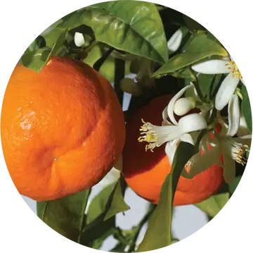 Mandarin Essential Oil - Living Libations