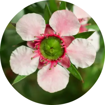 Manuka Essential Oil - Living Libations