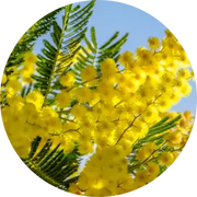 Mimosa Absolute - Living Libations