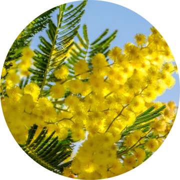 Mimosa Absolute - Living Libations