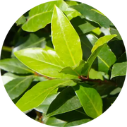Moena Essential Oil - Living Libations