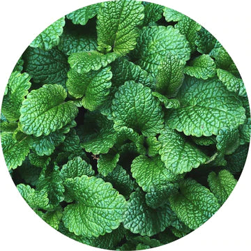 Mountain Mint Essential Oil - Living Libations