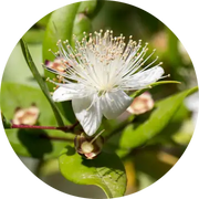 Myrtle Essential Oil - Living Libations