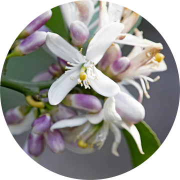 Huile Essentielle de Fleur de Pamplemousse Néroli - Living Libations