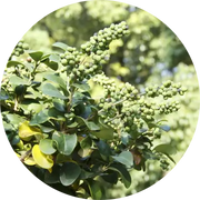 Opopanax Essential Oil - Living Libations