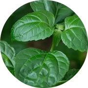 Patchouli Essential Oil - Living Libations