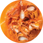 Pumpkin Seed Carrier Oil - Living Libations