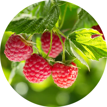 Raspberry Leaf Absolute - Living Libations
