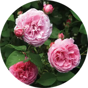 Rose Bourbon Absolute - Living Libations